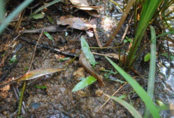 国产精品 草,草生科技，引领绿色生活新风尚