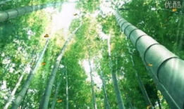 竹子视频,探寻自然之美，感受生命力量